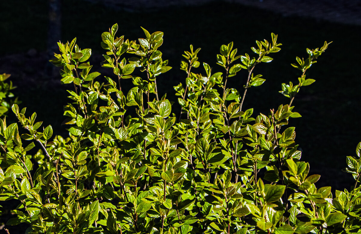 Листва апреля. - Петр Беляков