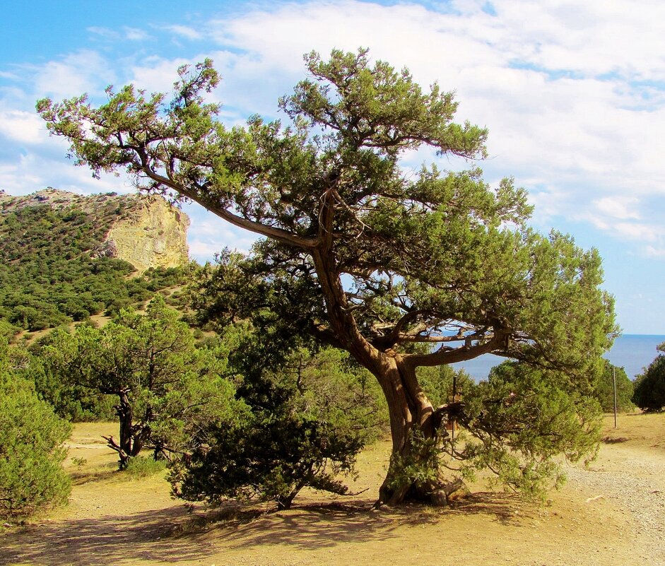 ..яркий представитель флоры Нового Света- древовидный можжевельник.. - galalog galalog