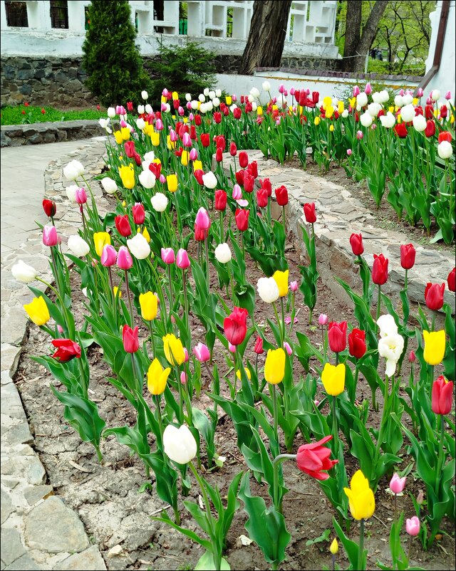 Хоровод тюльпанов! - Надежда 