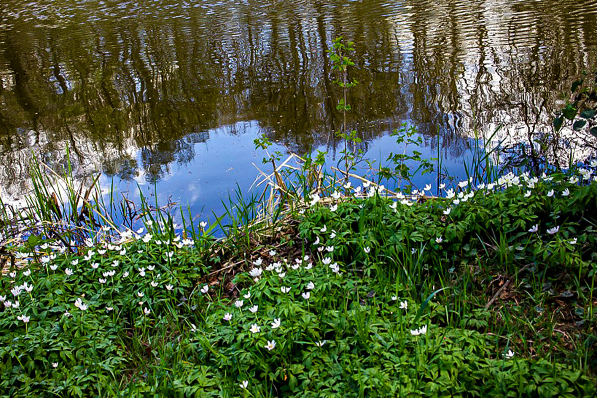 Отражение. - Lucy Schneider 