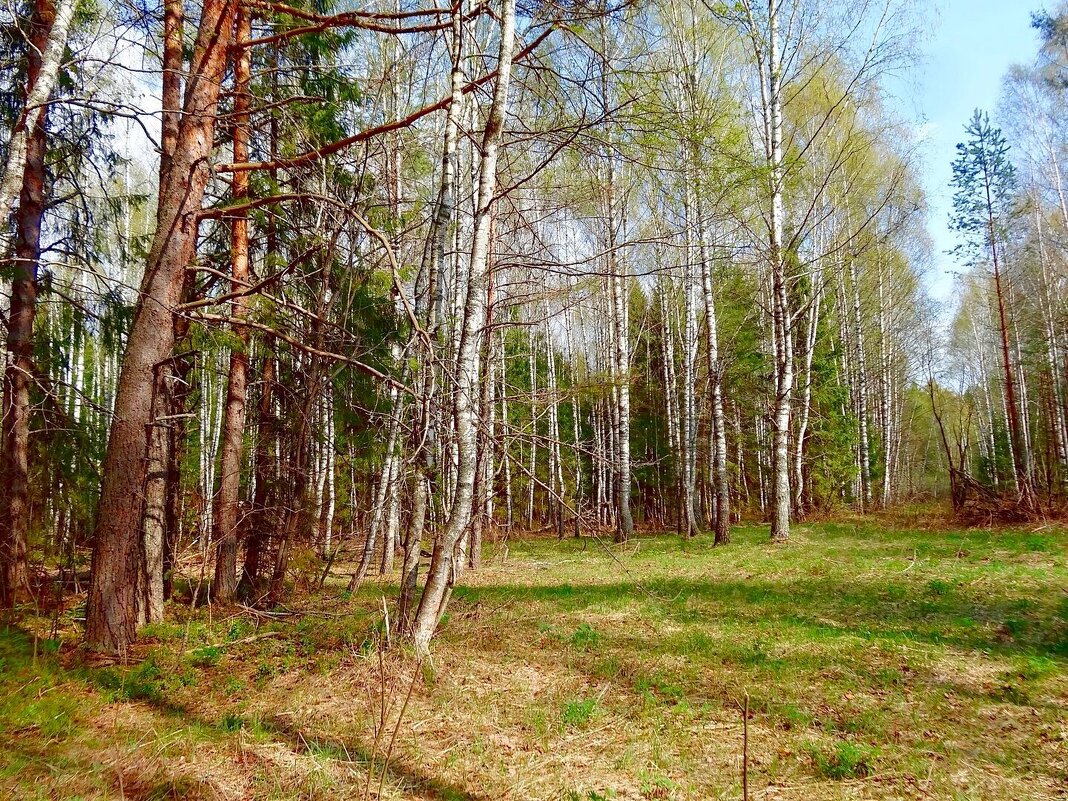 Апрельский лес - Наталья ***