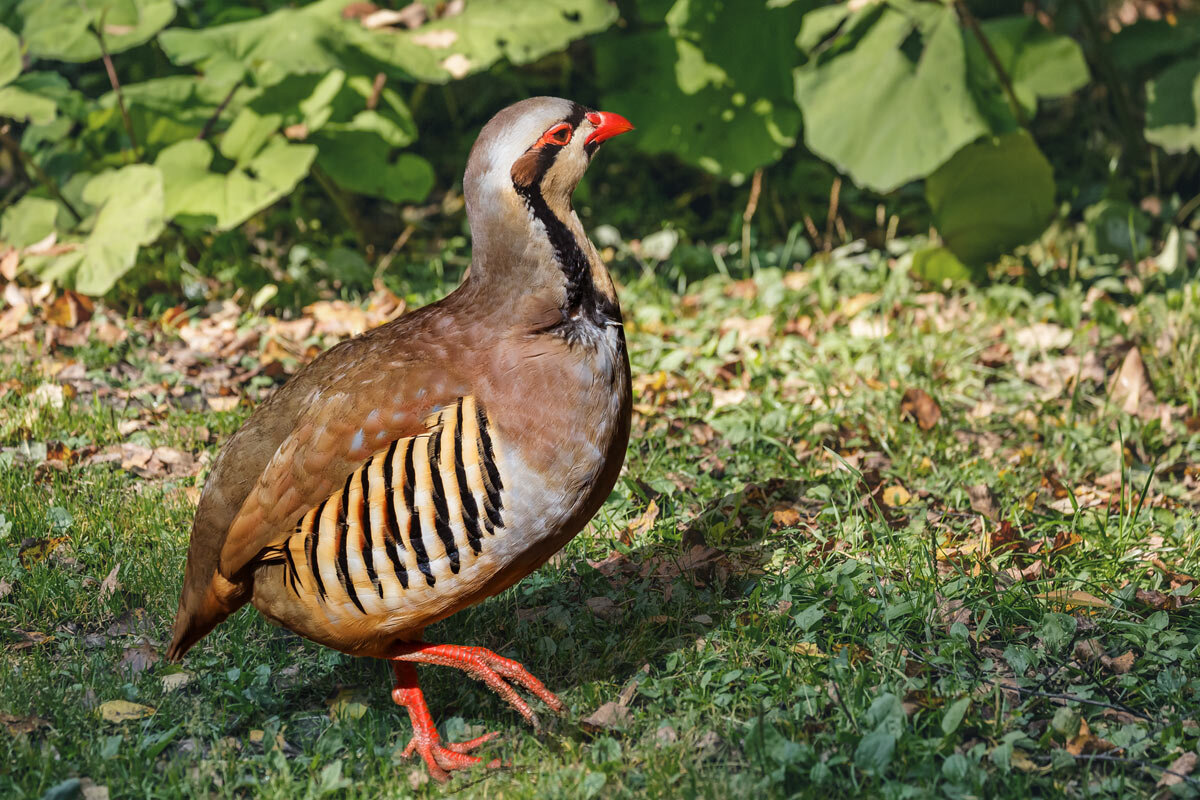 Кеклик - SanSan 