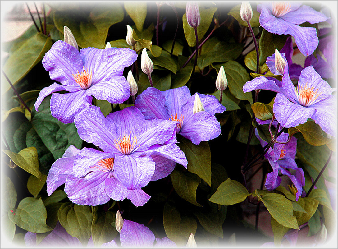 Клематисы - Наталья ***