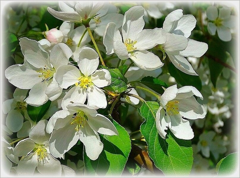 Ялобни цвет - Наталья ***