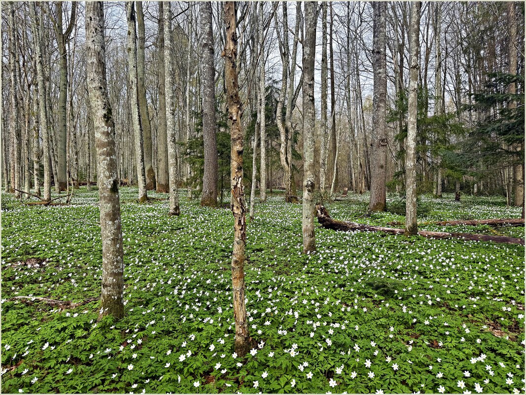******** - Валерия Комова