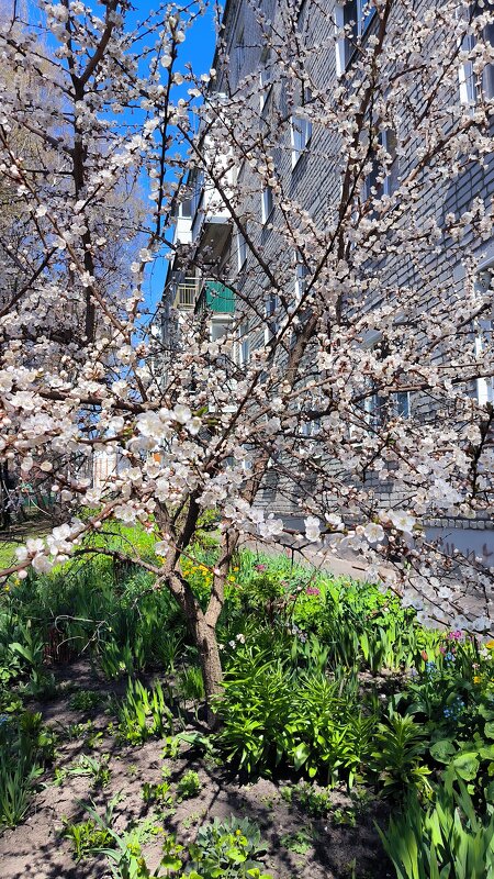 Цветёт алыча! - Ольга 