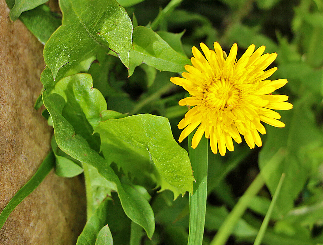 Пригрелся у камушка под бочком - Светлана 
