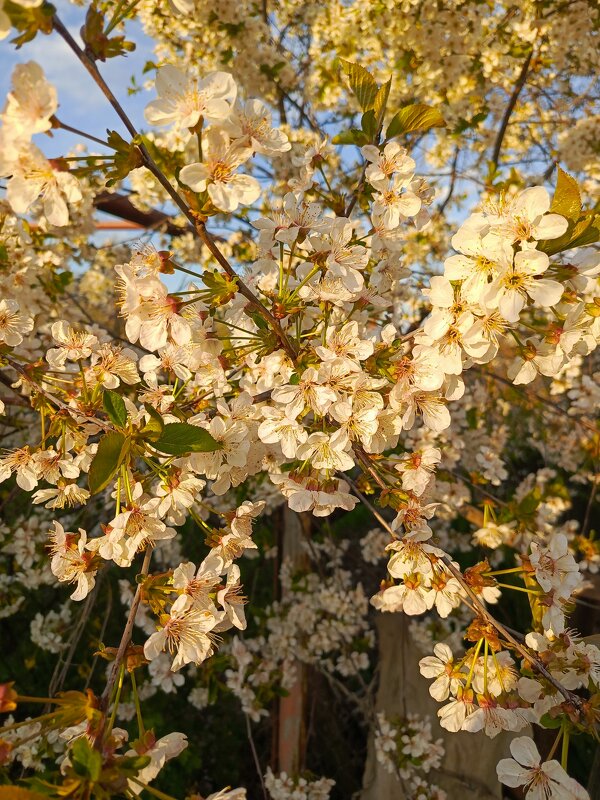 Буйство цвета - Татьяна Пальчикова