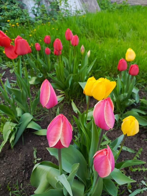 Наши тюльпаны - Татьяна Пальчикова