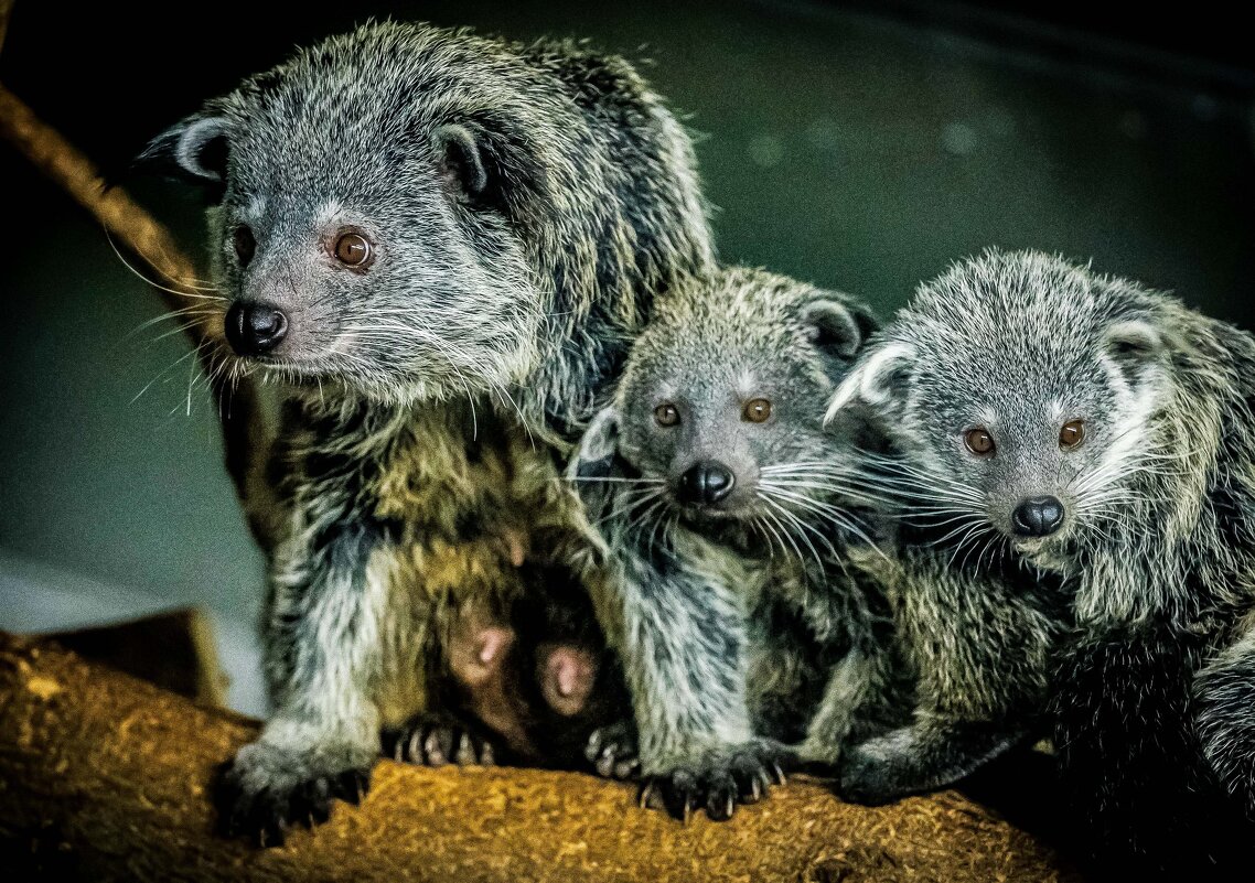 бинтуронги - Аркадий Лаптенко