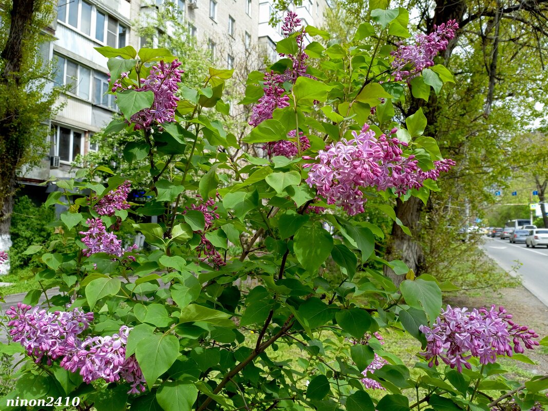 Сирень - Нина Бутко