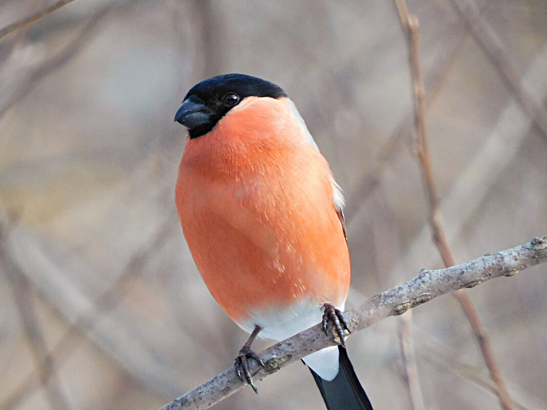 Снегирь - Лина 