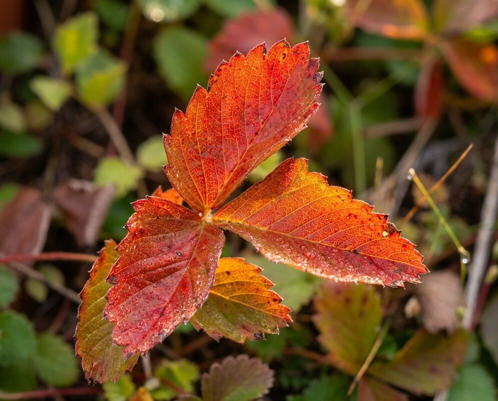 Земляничный листок - Лилия 