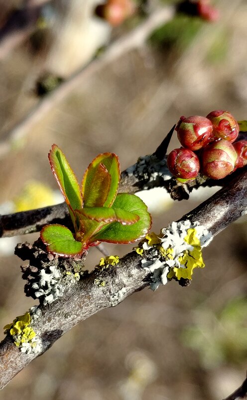 Айва куст. - Александр Кондаков