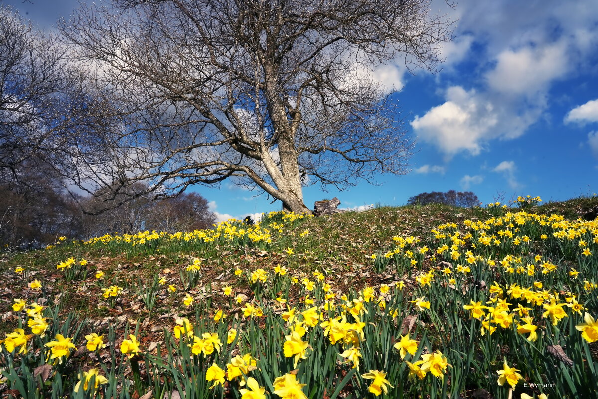 spring - Elena Wymann