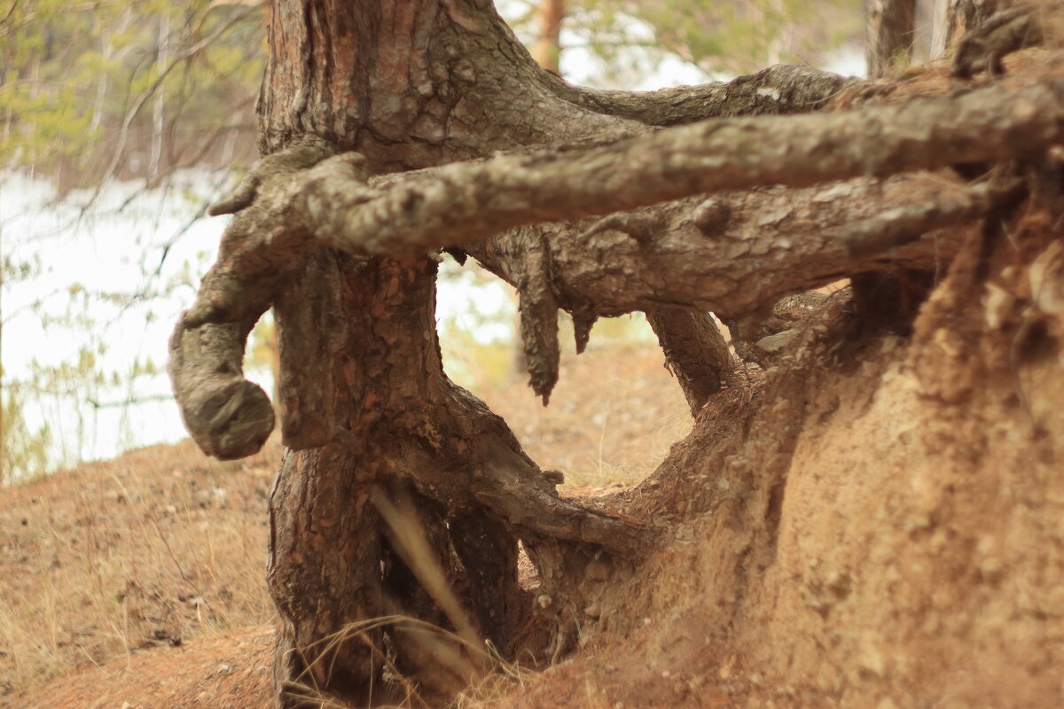 Корни сосны. - Александр Николаев
