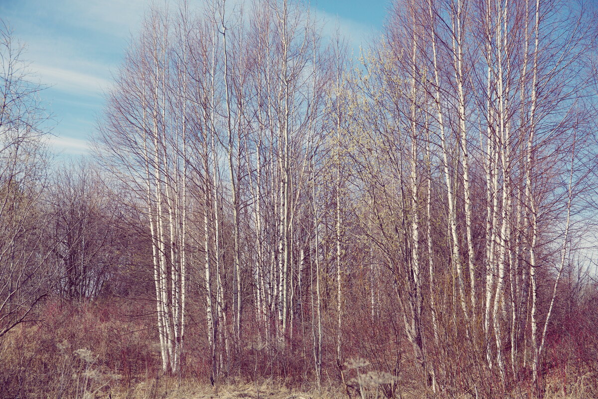 Фотография - Денис Безногов