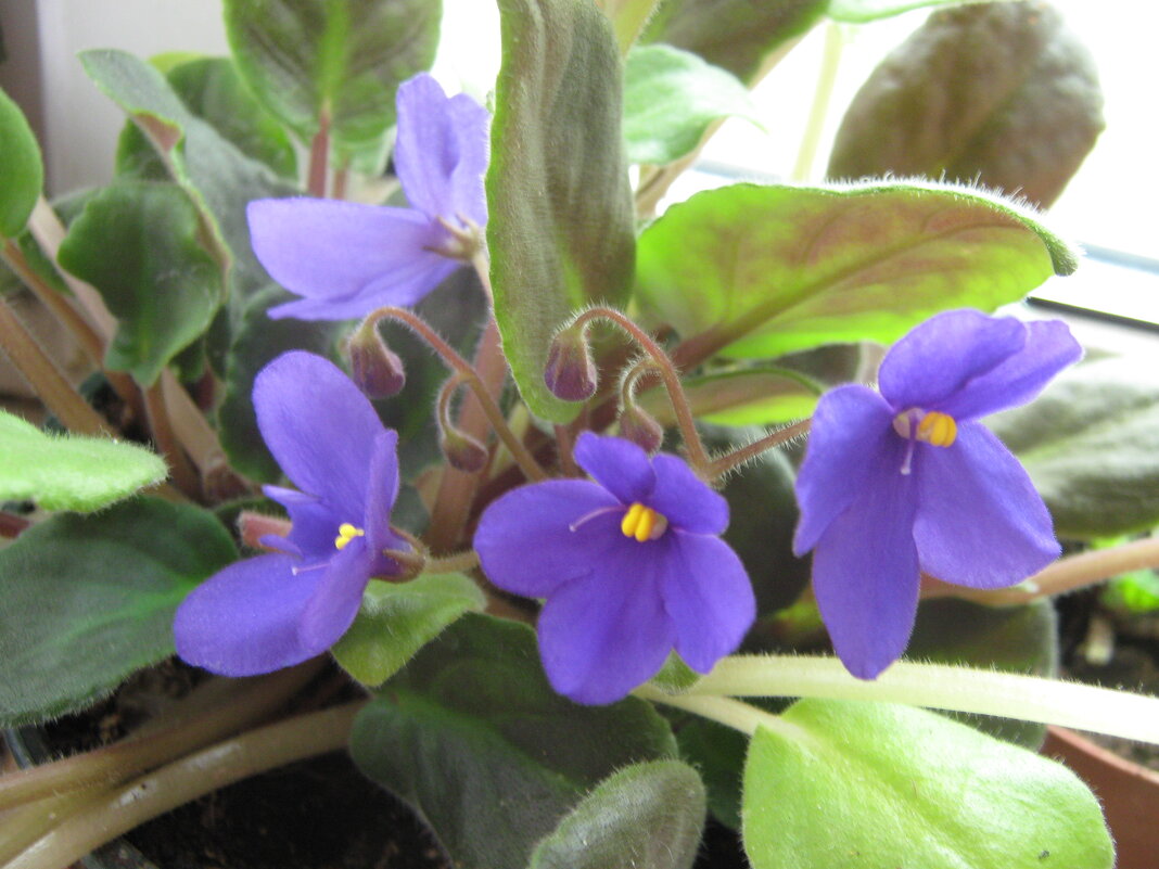 Мои фиалки - Елена Семигина