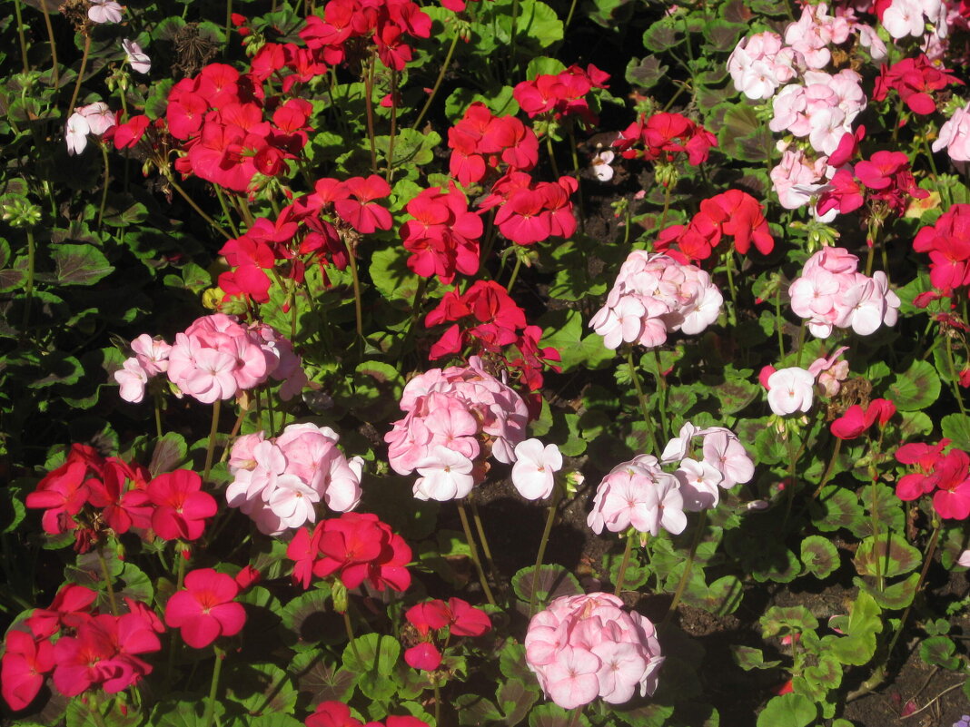 В красно-розовых тонах - Дмитрий Никитин