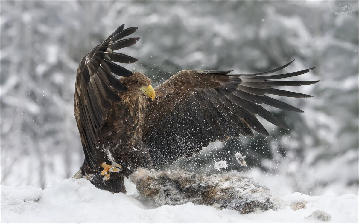 Властелин неба - Влад Соколовский