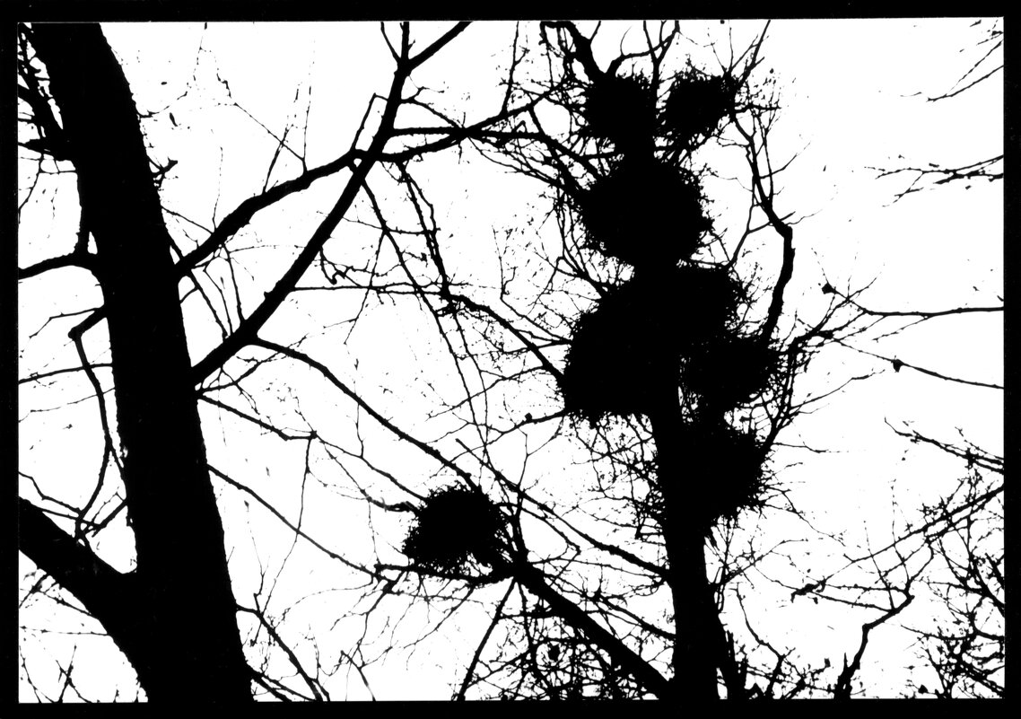 ФОТОГРАФИКА Весна - Алексей Кузнецов