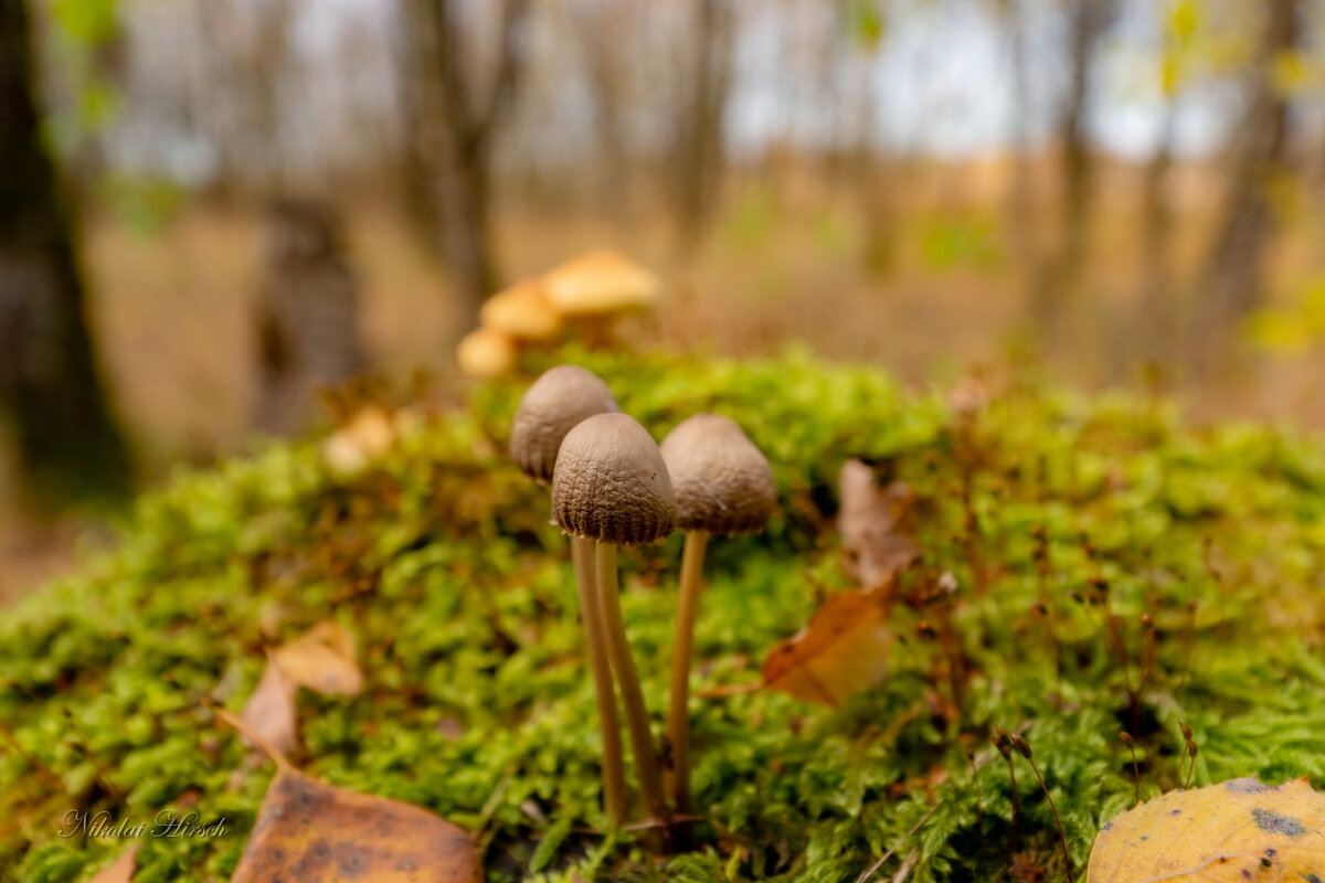 Троица... - Николай Гирш