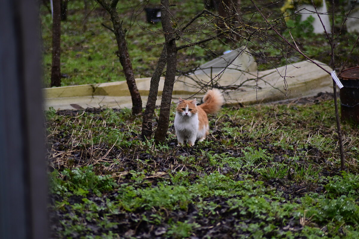 кис кис - Константин Сафронов