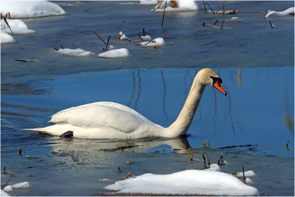 Лебёдушка - Валентин Котляров