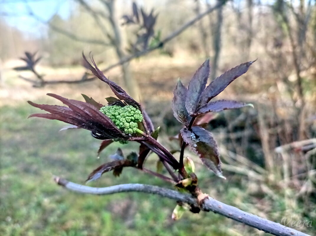 Бузина - Veera V