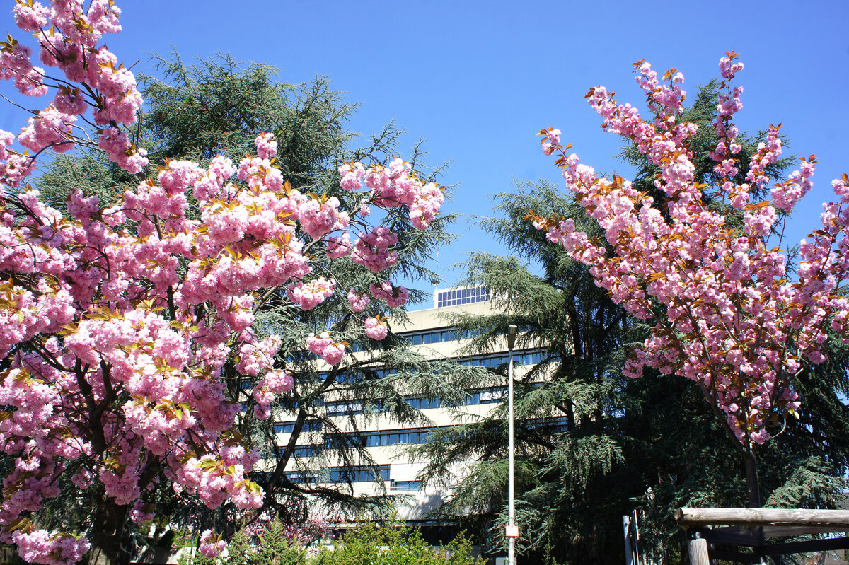 Сакура - Сергей Порфирьев