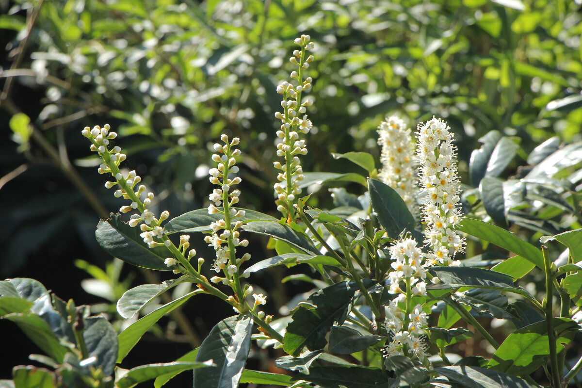 Весна. - Дмитрий А