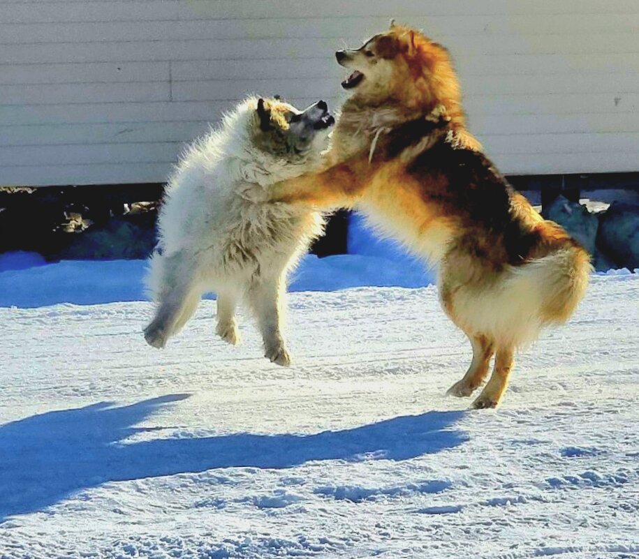 Снежные бойцы. - Татьяна Чаброва