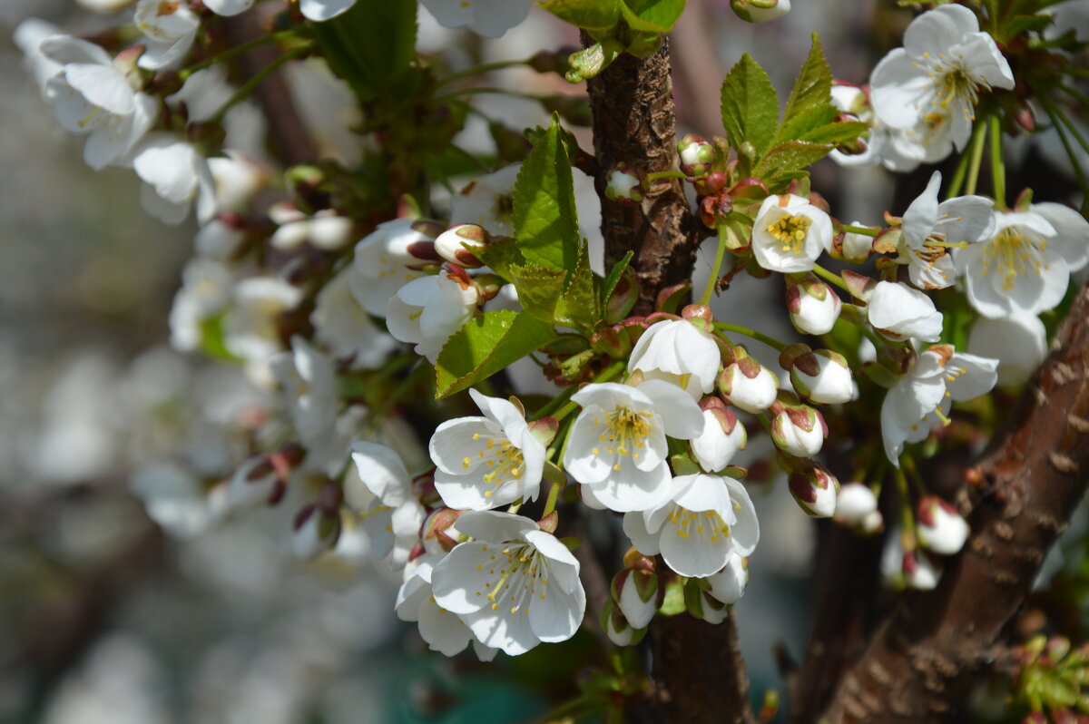 Цветёт черешня - Надежда Куркина 