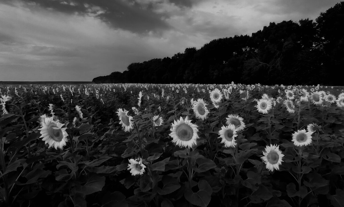 Подсолнухи в непогоду - Valziwa 