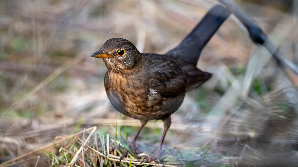 Черный дрозд (самка) - Владимир Лазарев
