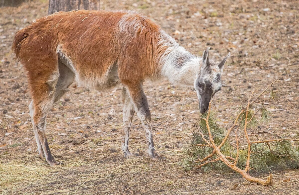 лама - Аркадий Лаптенко