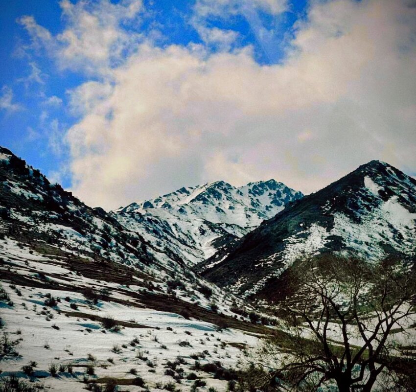 Горная красота - Георгиевич 