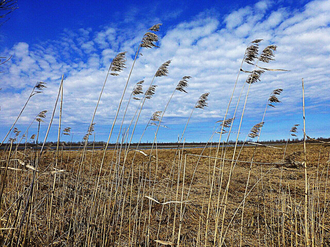 Май...Тростники у протоки! - Владимир 