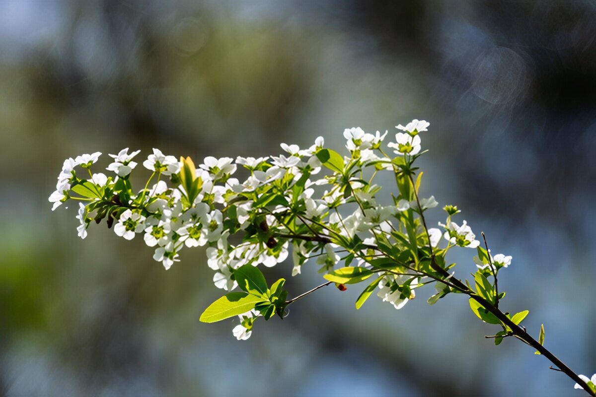 Спирея - Игорь Сикорский