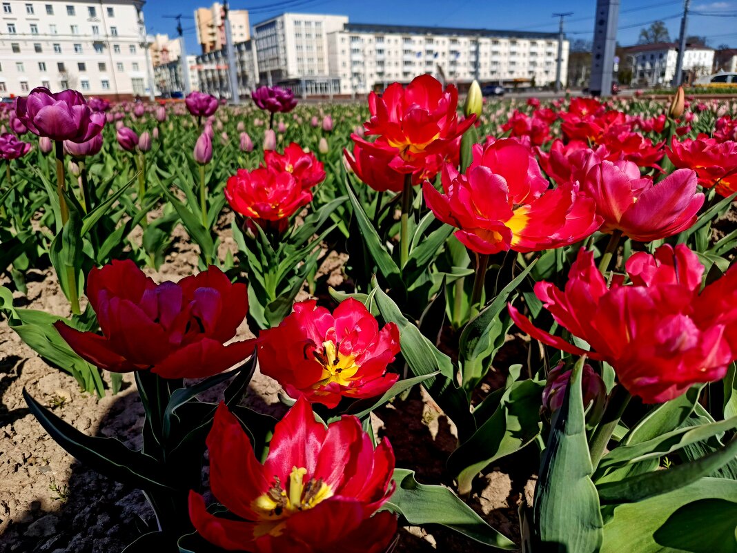 Знакомьтесь-тюльпаны! - Vladimir Semenchukov