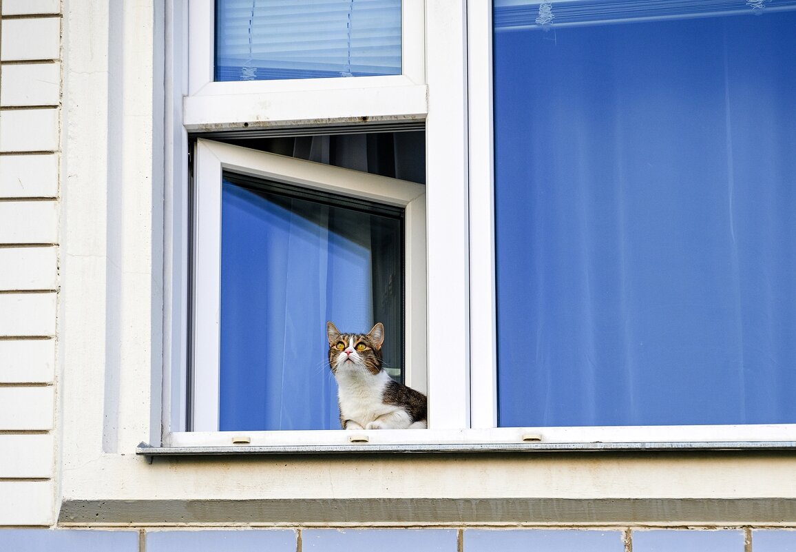 А мне летать охота! Погоняться за голубями) - Валерий Иванович
