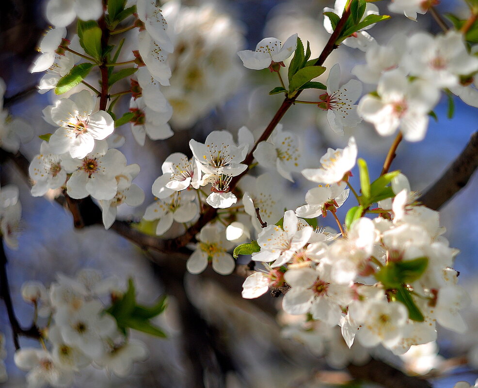 ****** - Георгий Никонов
