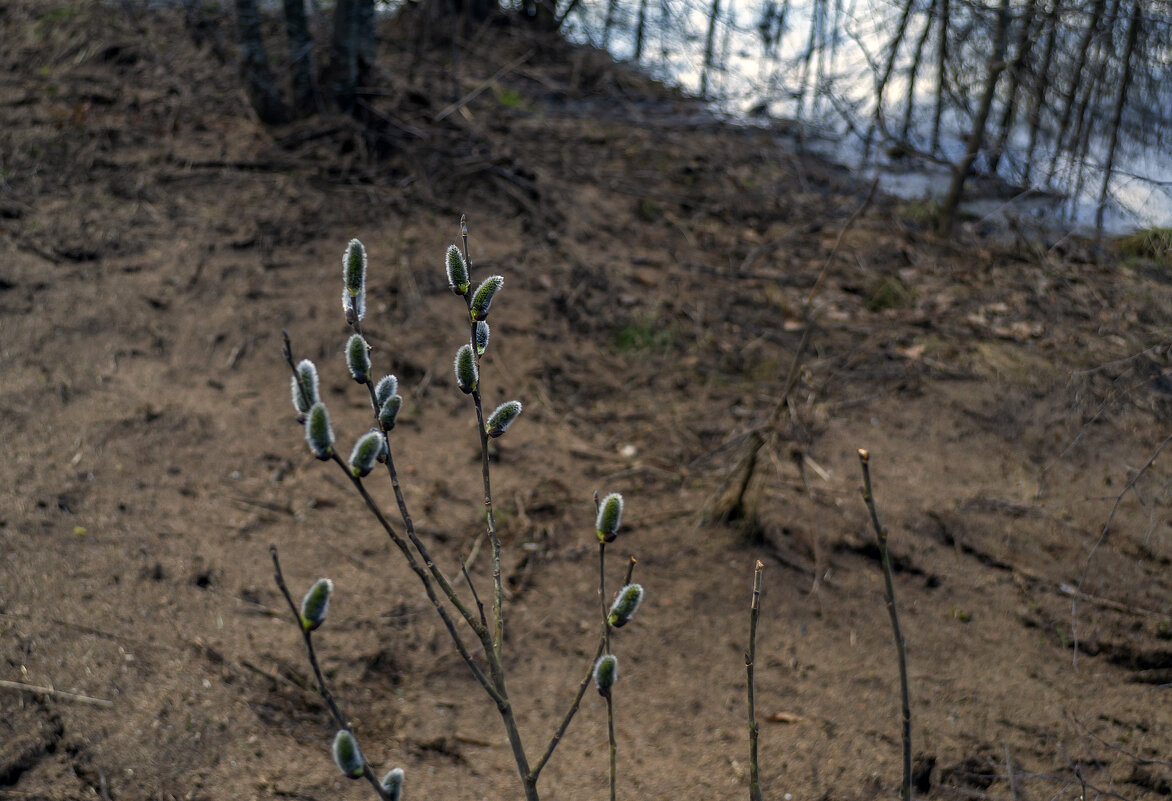 Весной - Сергей Цветков