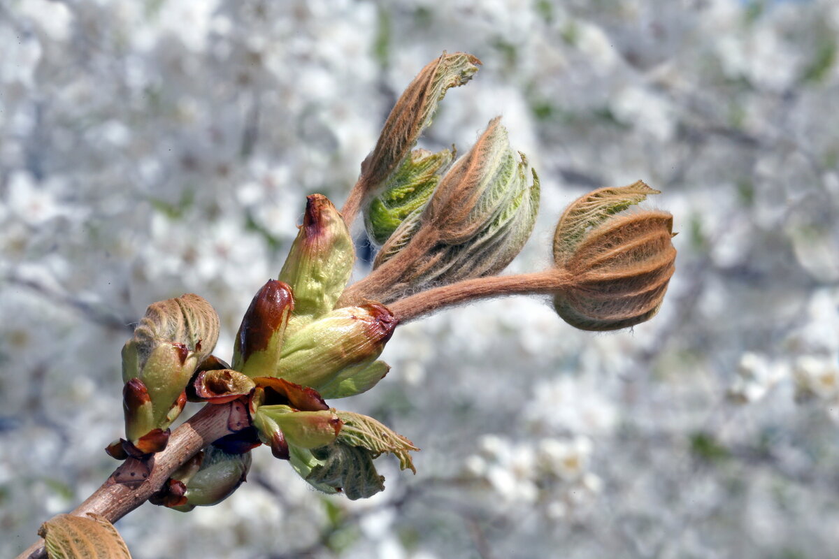 каштан с вишней  22 апреля - Михаил Бибичков