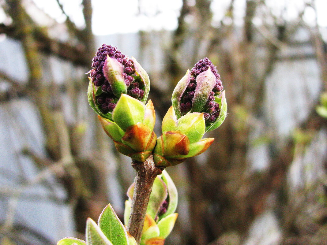 Скоро зацветёт сирень - Людмила Смородинская