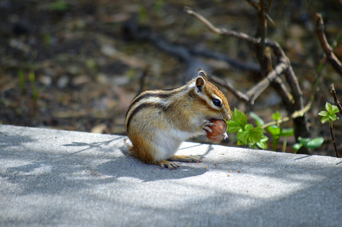 Крепкий орешек - Татьяна Лютаева
