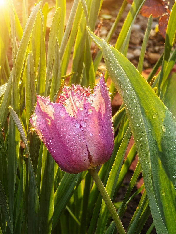 Укрылся листком - Валерий Ткаченко