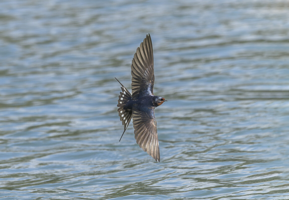 ласточка деревенская. - юрий макаров