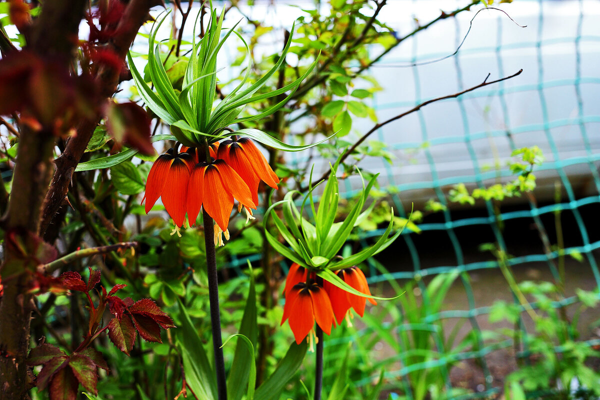 Рябчик радует - Юрий Гайворонскiий