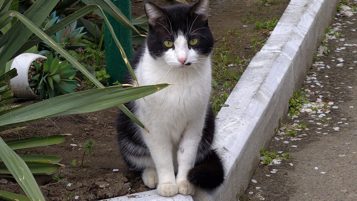 Соседский кот Барсик - Мариша Тим